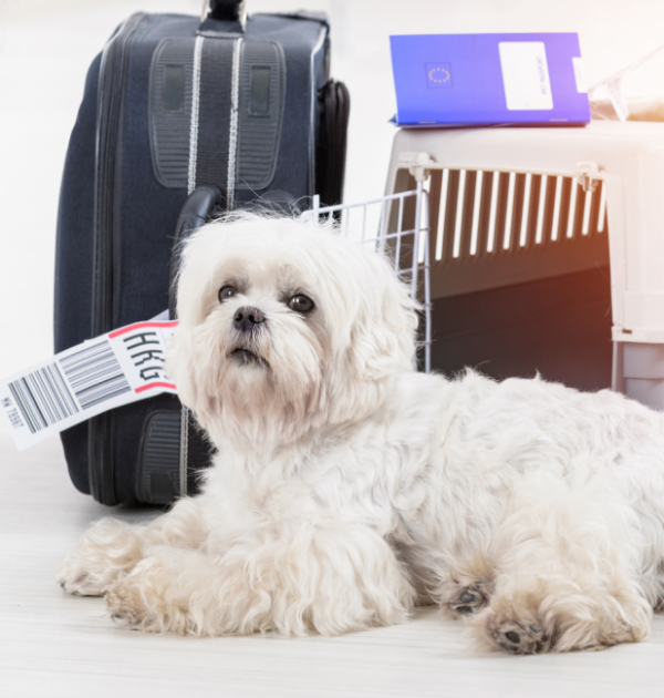 Pet Relocation